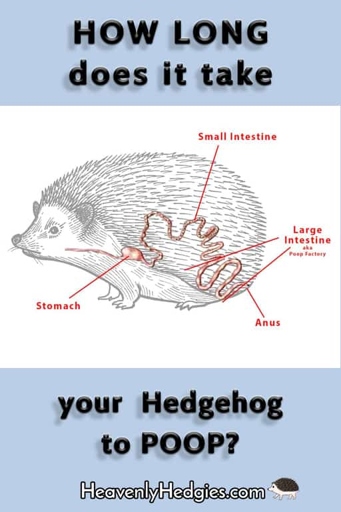 Hedgehogs have a very long digestive tract that allows them to eat their own poop.
