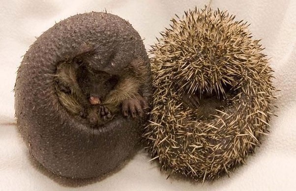 Hedgehogs have many strategies to protect themselves, including: rolling into a ball, running away, and using their quills as a weapon.