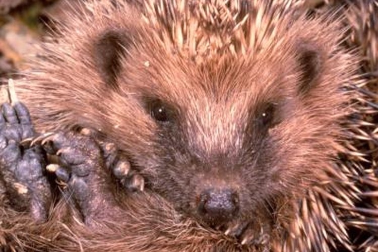 Hedgehogs have poor vision and are nearsighted.