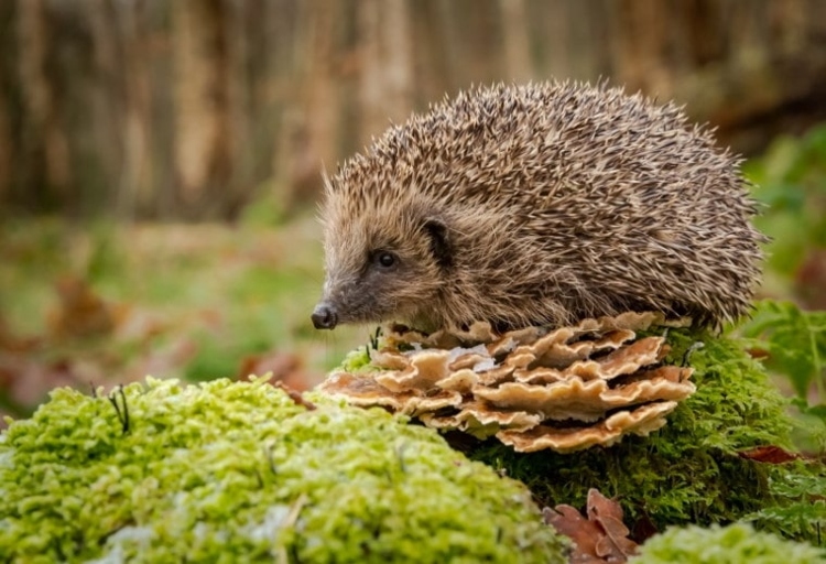 Hedgehogs have tails that are about 1/3 the length of their body.