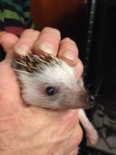 Hedgehogs have very poor eyesight and are practically blind.