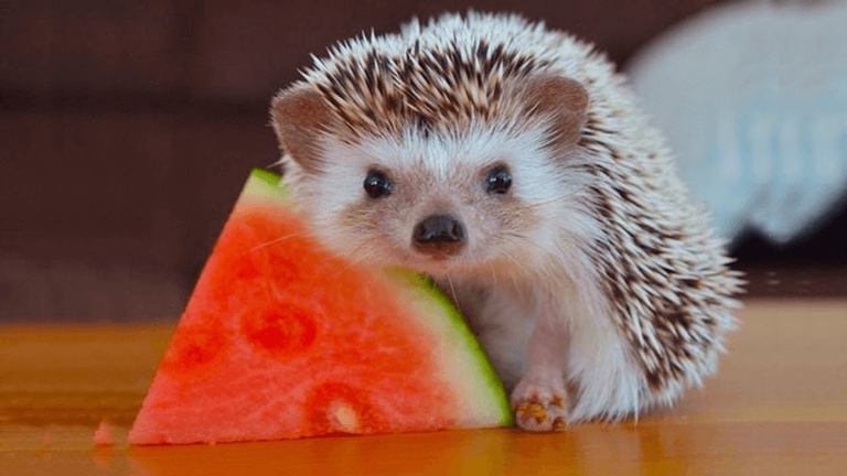 Hedgehogs have very small stomachs, so they need to eat frequently throughout the day.