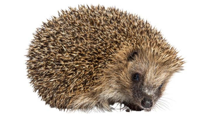 Hedgehogs hiss when they are scared or feel threatened.