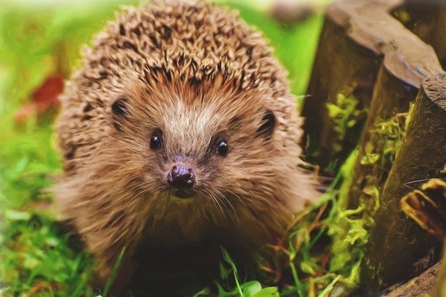 Hedgehogs like to burrow, so a playpen or sectioned off play area is ideal.