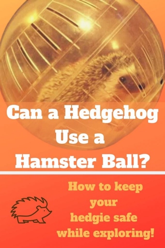 Hedgehogs like to explore, so hamster balls are a good option for them.
