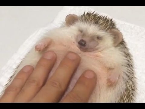 Hedgehogs love belly rubs!