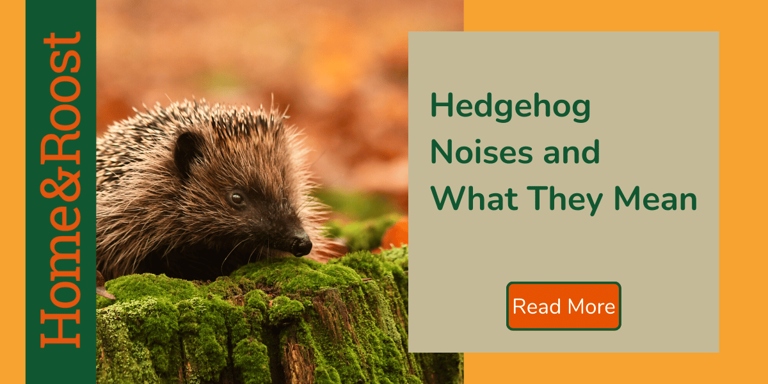 Hedgehogs make many noises, including hissing, grunting, and snorting.