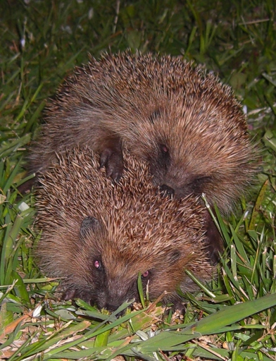 Hedgehogs mate in the spring and summer.