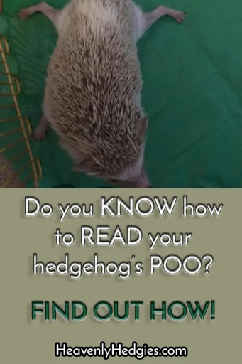 Hedgehogs might eat their own poop if it is green or green slimy colored.