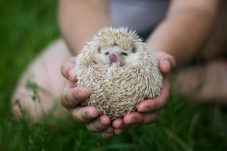 Hedgehogs might stink if you don't bathe them regularly.