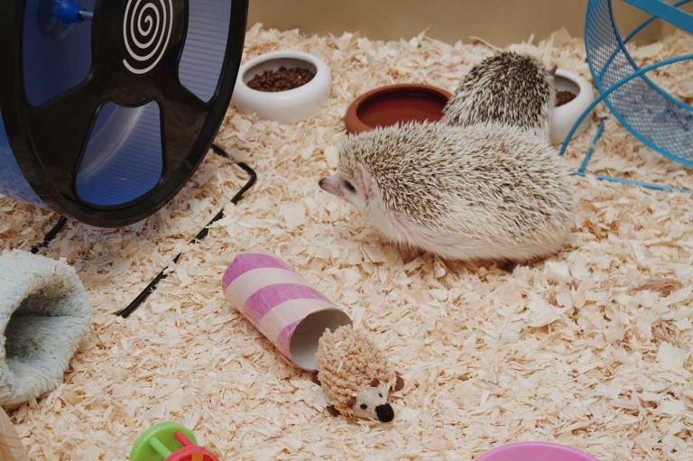 Hedgehogs need a cage that is at least 2 feet by 2 feet.