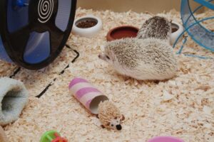 Hedgehogs need a soft, comfortable place to sleep, so bedding is an essential part of their cage.