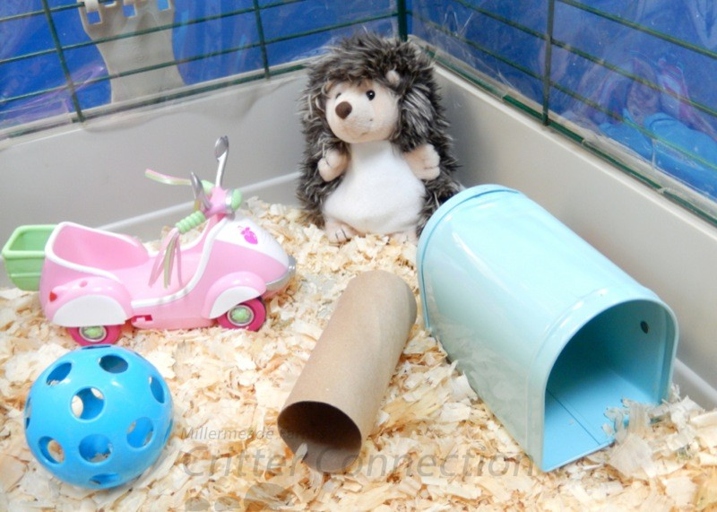 Hedgehogs need various toys in their cage to stay entertained and stimulated.