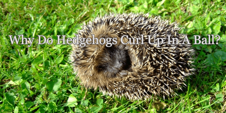 Hedgehogs protect themselves by rolling into a spiky ball.