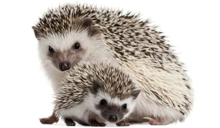Hedgehogs reach breeding maturity at 6 to 8 months old.