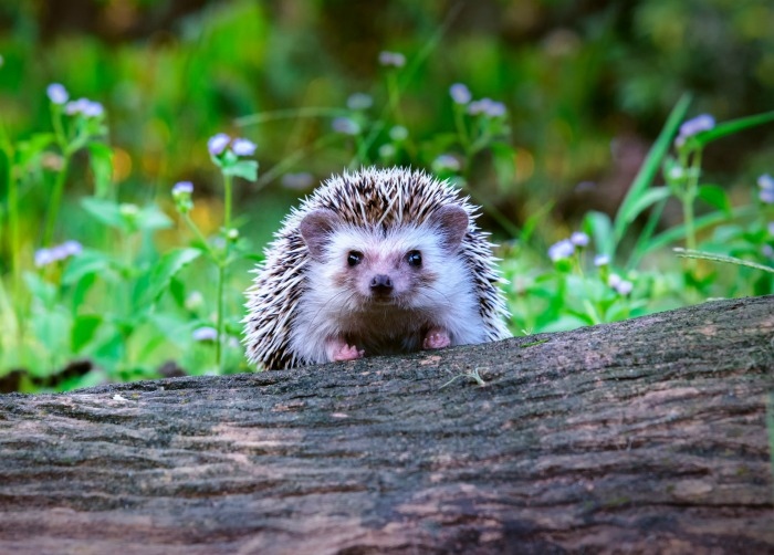 Hedgehogs roll into a ball when they are irritated by a new scent.