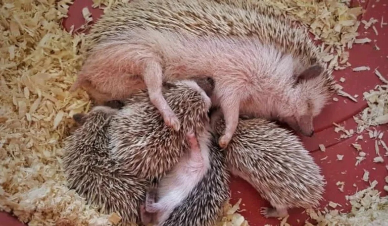Hedgehogs should be bathed every four to six weeks.