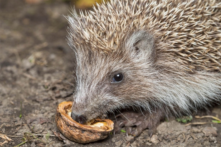 Hedgehogs should not eat nuts.