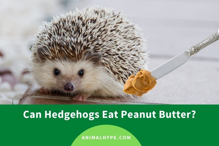 Hedgehogs should not eat peanut butter.