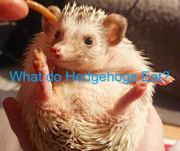 Hedgehogs should not eat spicy foods.