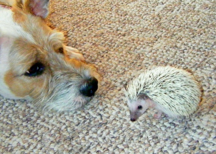 Hedgehogs squeak to communicate with each other.