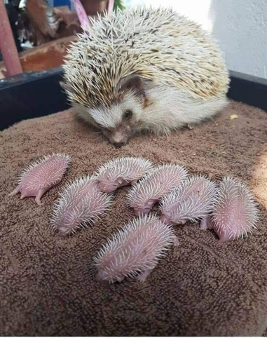 Hedgehogs typically eat their babies when they are born blind, hairless, and helpless.