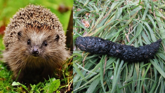 Hedgehogs typically have one or two types of poop: a soft, black, tarry poop, or a hard, brown, seed-like poop.