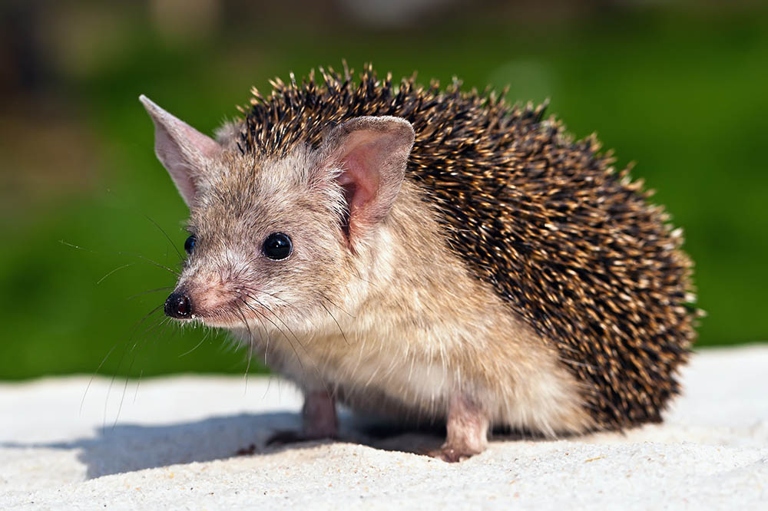 Hedgehogs were domesticated by ancient Egyptians.