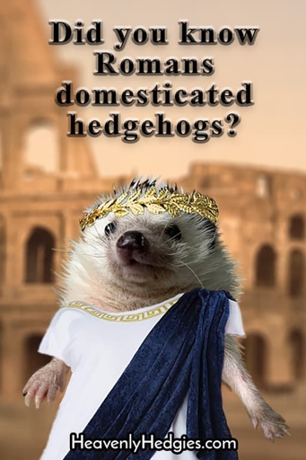 Are Hedgehogs Domesticated? Hedgehogs were domesticated by ancient Rome.