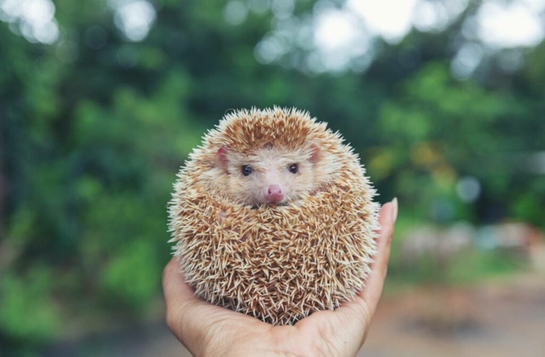 Hedgehogs will sometimes make strange or loud sounds when they are feeling threatened.