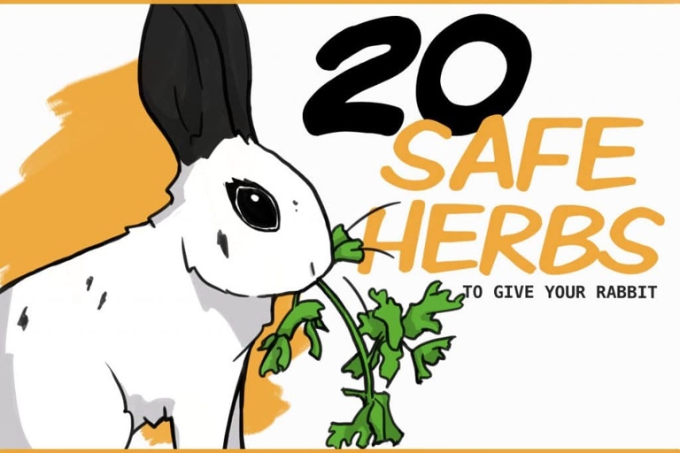 Herbs are generally safe for rabbits, but it is best to do your research before feeding them to your bunny.