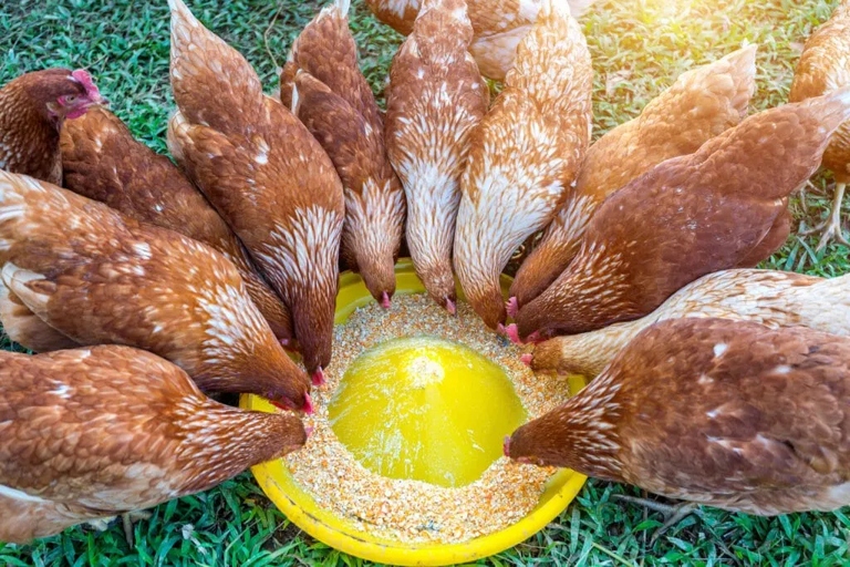 Here are 12 reasons why chickens eat feathers, according to experts.