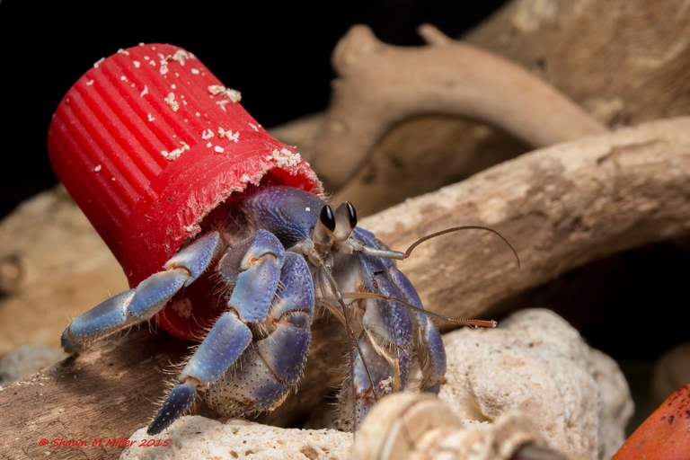 Hermit crabs and crabs live in different types of habitats.