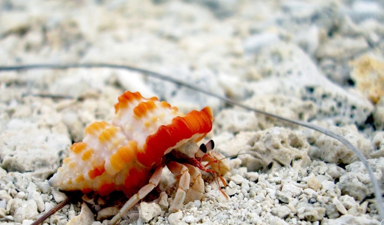 Hermit crabs and crabs reproduce differently, with hermit crabs using external fertilization and crabs using internal fertilization.