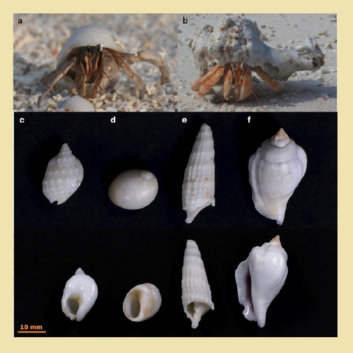 Hermit crabs and regular crabs are two different species.