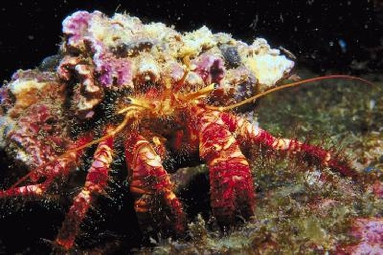 Hermit crabs and sea anemones have a symbiotic relationship in which the crab helps to keep the anemone fed.