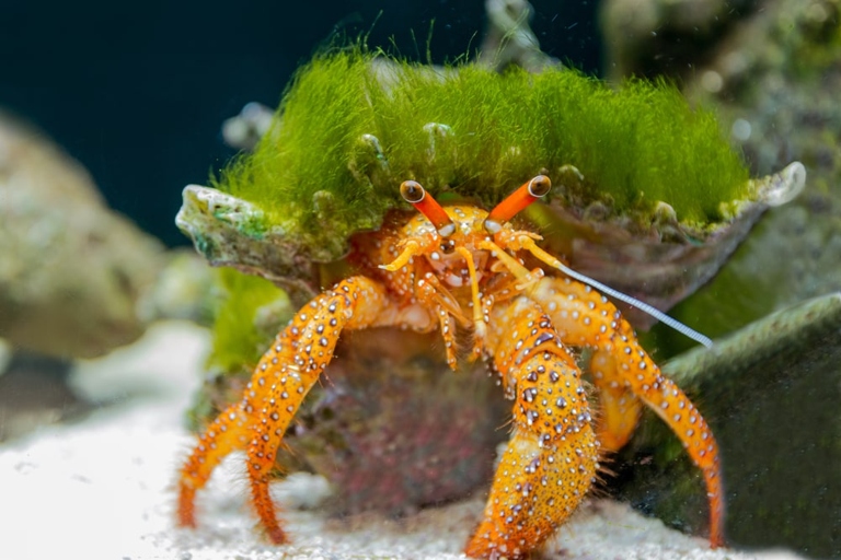 Hermit crabs and shrimp are both small, scavenging animals that make good tank mates.