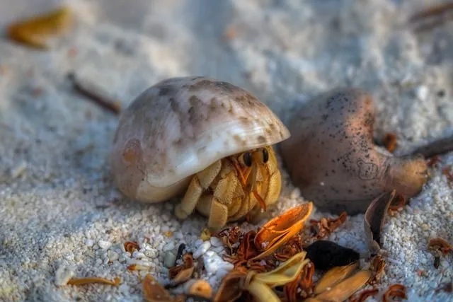 Hermit crabs and snails can live together, but it is important to provide them with their own space.