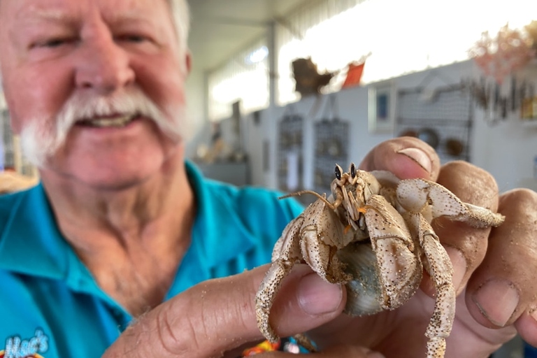 Hermit crabs are a popular pet in Australia.