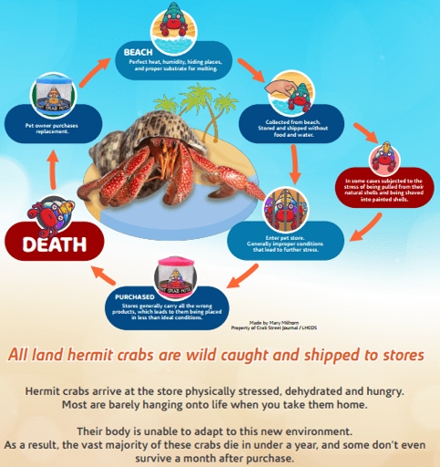 Hermit crabs are able to adapt to different environments and food sources.