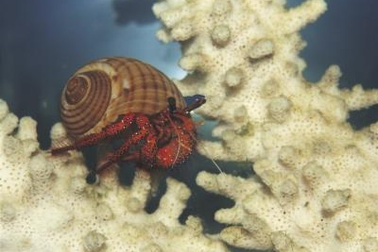 Hermit crabs are able to breathe both in and out of water.