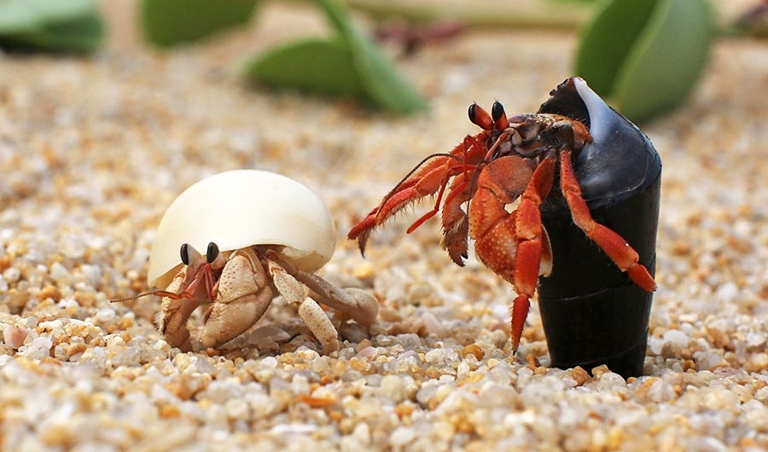 Hermit crabs are able to live on land as long as their environment is moist and they have access to fresh water to drink.