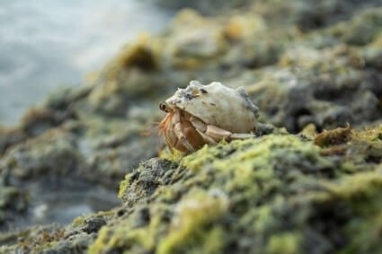 Hermit crabs are able to see colors, but their vision is not as sharp as ours.