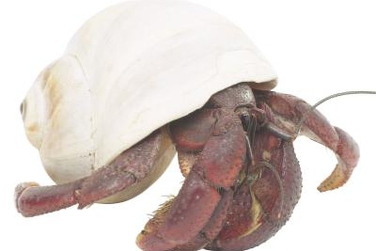 Hermit crabs are delicate so be careful when handling them.