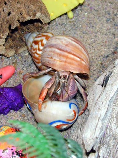 Hermit crabs are easy to care for.