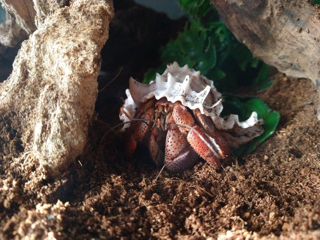 Hermit crabs are happier with friends because they are social creatures.