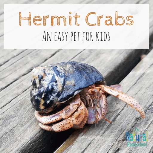 Hermit crabs are interesting pets that are easy to care for.