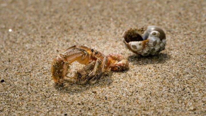 Hermit crabs are interesting pets that have many adaptations.
