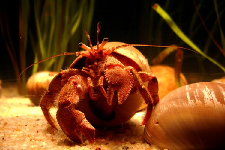 Hermit crabs are known to live for upwards of 30 years.