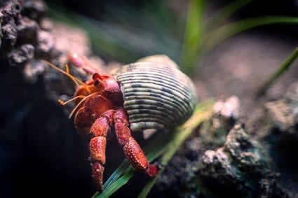 Hermit crabs are known to switch shells when they feel stressed.